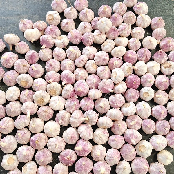 Huaang Food Processing သည် လတ်ဆတ်သော ကြက်သွန်ဖြူ ထောက်ပံ့ရေးကွင်းဆက်ကို ချဲ့ထွင်ကြောင်း ကြေညာသည်။