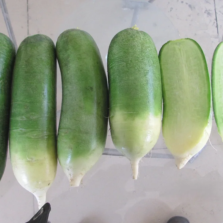 Crunchy Green Radish ၊