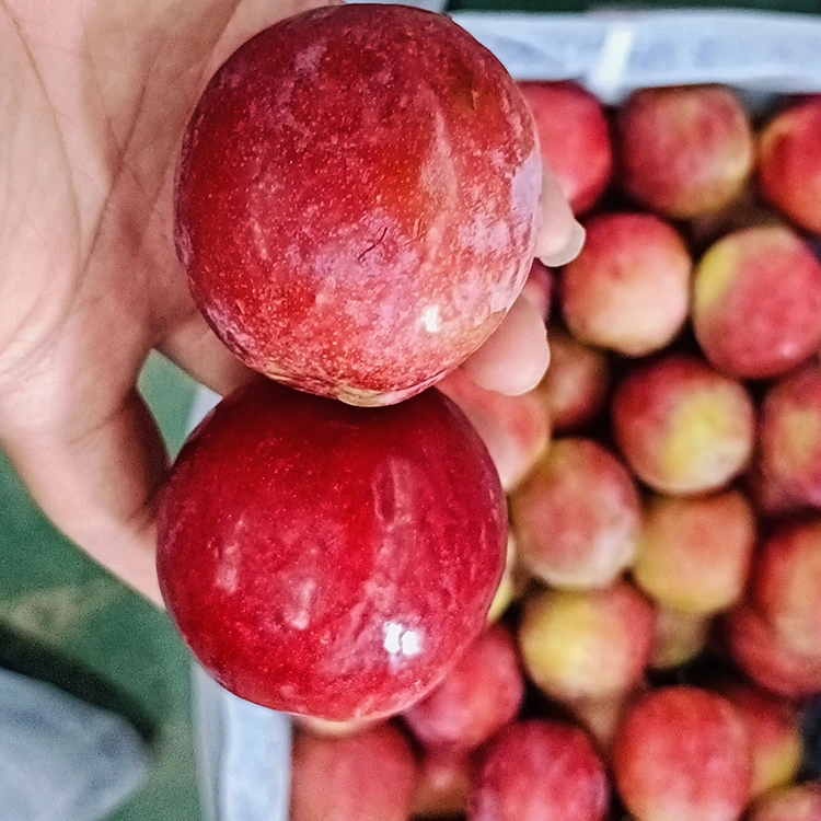 လတ်ဆတ်သော အနီရောင် Meiyi Plum
