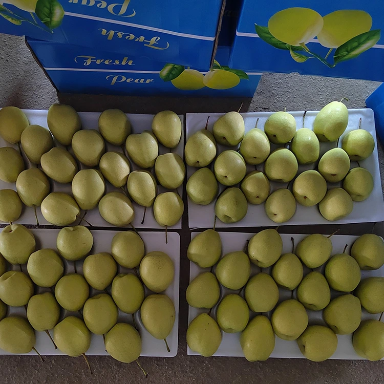 သဘာဝအတိုင်း မွှေးကြိုင်သော Shandong Pears